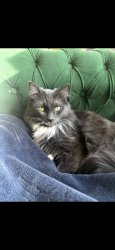 Reunited Male Cat last seen NE 103rd St & 5th Ave Ne , Seattle, WA 98125