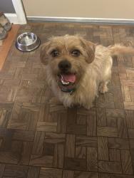 Found/Stray Male Dog last seen Whaley Trucking parking lot, Snyder Rd, TN 37764