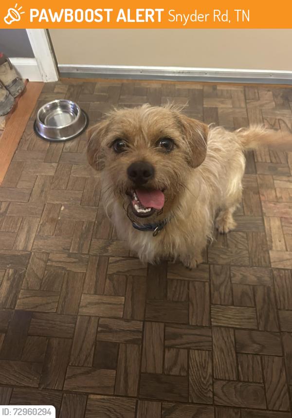 Found/Stray Male Dog last seen Whaley Trucking parking lot, Snyder Rd, TN 37764