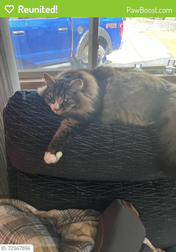 Reunited Male Cat last seen 173rd and pike street, Beaverton, OR 97007