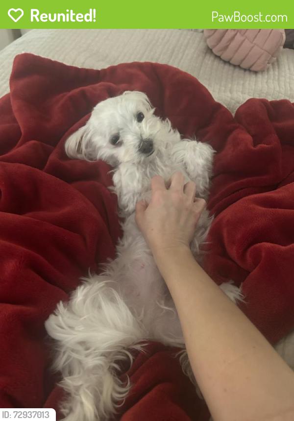 Reunited Female Dog last seen Tulsa, OK, USA, Tulsa, OK 74103