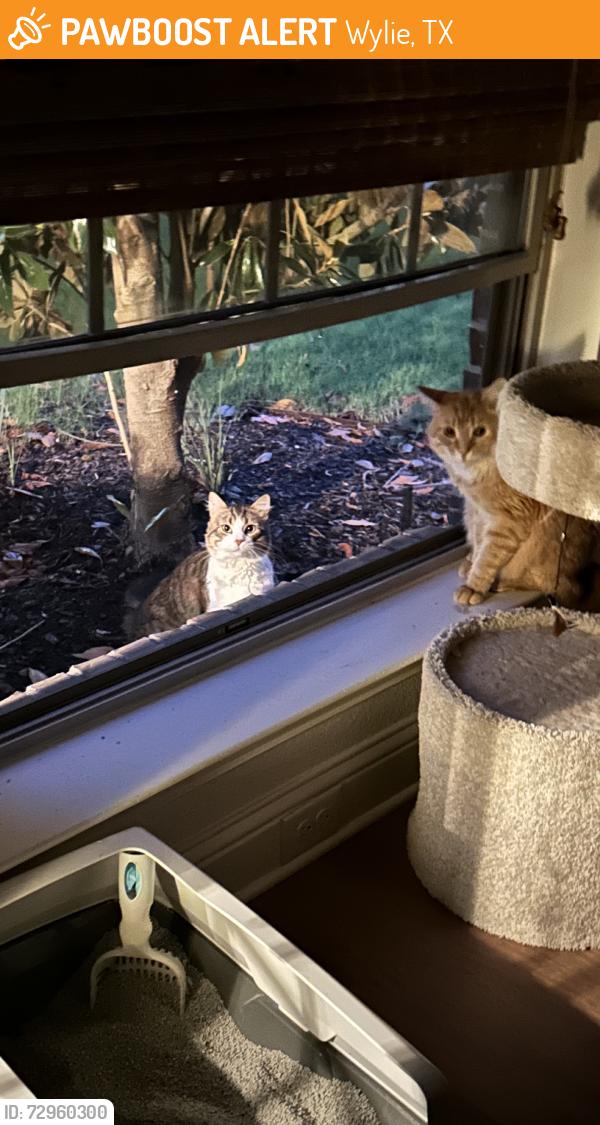 Found/Stray Unknown Cat last seen Collin College, Wylie, TX 75098