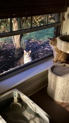 Found/Stray Unknown Cat last seen Collin College, Wylie, TX 75098