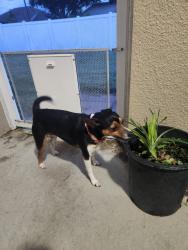 Reunited Female Dog last seen Koutnik Rd and Seven Gables Cir , Palm Bay, FL 32909