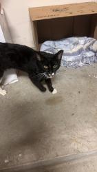 Found/Stray Male Cat last seen Blane Dr on southeast tip of large lake, Katy, TX 77493