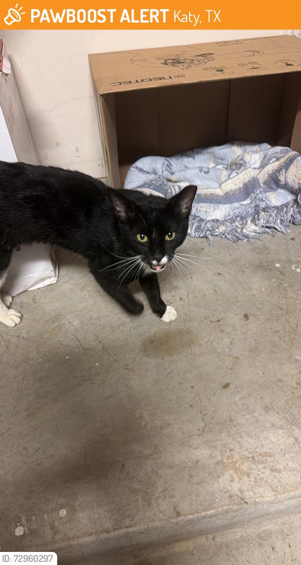 Found/Stray Male Cat last seen Blane Dr on southeast tip of large lake, Katy, TX 77493