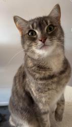 Lost Female Cat last seen Rushbrook Circuit - Isabella Plains, Isabella Plains, ACT 2905