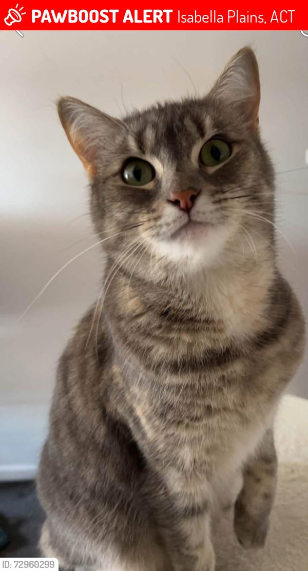 Lost Female Cat last seen Rushbrook Circuit - Isabella Plains, Isabella Plains, ACT 2905