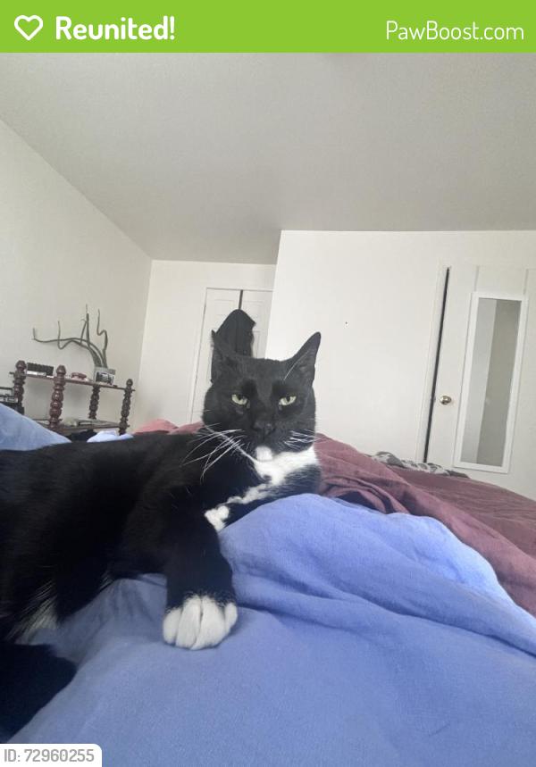 Reunited Male Cat last seen S 15th St & W Shunk St, Philadelphia, PA 19145, USA, Philadelphia, PA 19145