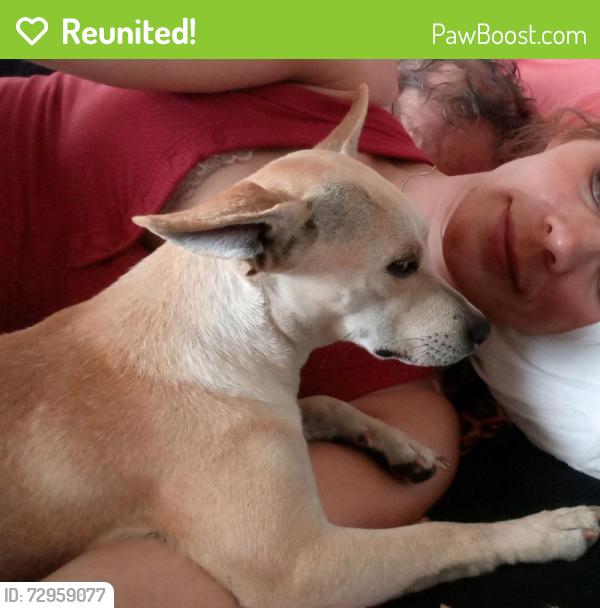 Reunited Female Dog last seen Westminster Courthouse, Westminster, CA 92683