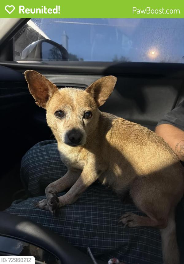 Reunited Female Dog last seen Yucca Ave, Fort Worth, TX 76111, USA, Fort Worth, TX 76111