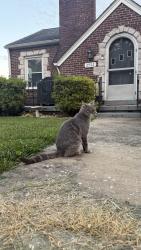 Found/Stray Unknown Cat last seen Kenilworth and Teeple street , Knoxville, TN 37917