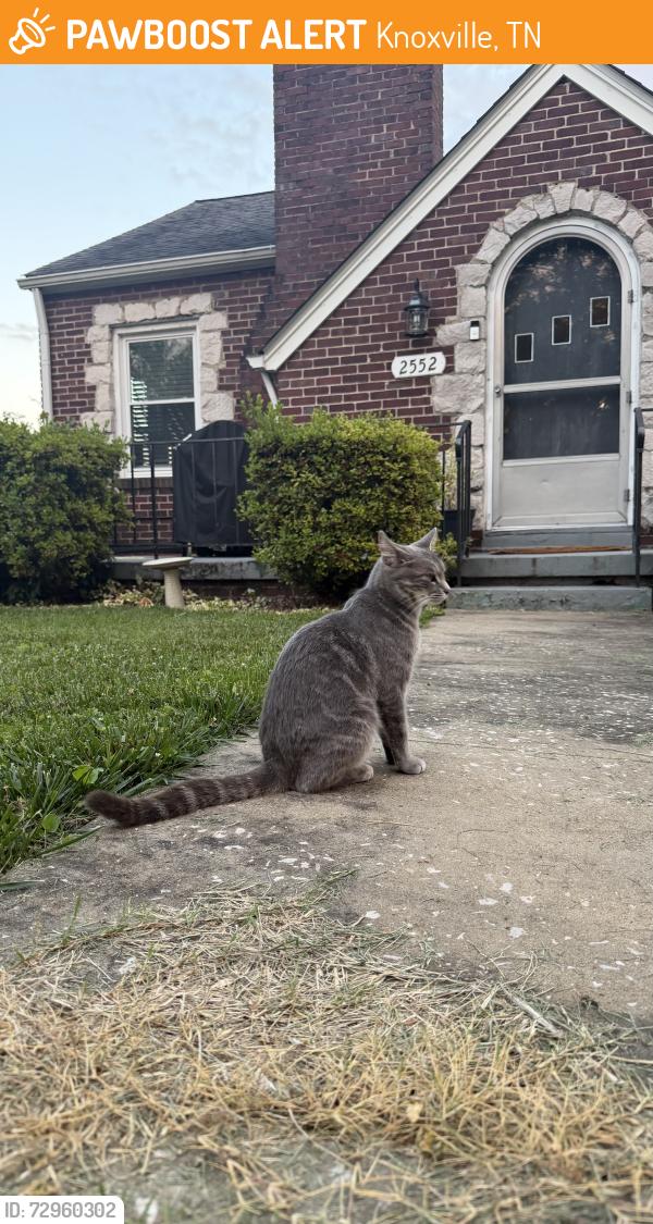 Found/Stray Unknown Cat last seen Kenilworth and Teeple street, Knoxville, TN 37917