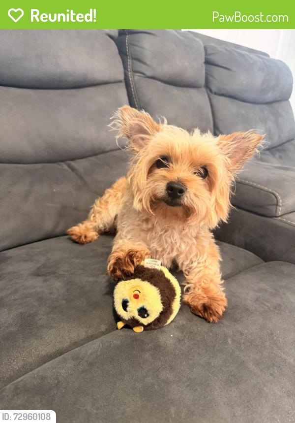 Reunited Male Dog last seen Corpus Christi church , Bonita, CA 91902