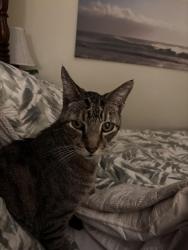 Reunited Male Cat last seen Aleman Pl & Frisbie St., Bonita, CA 91902