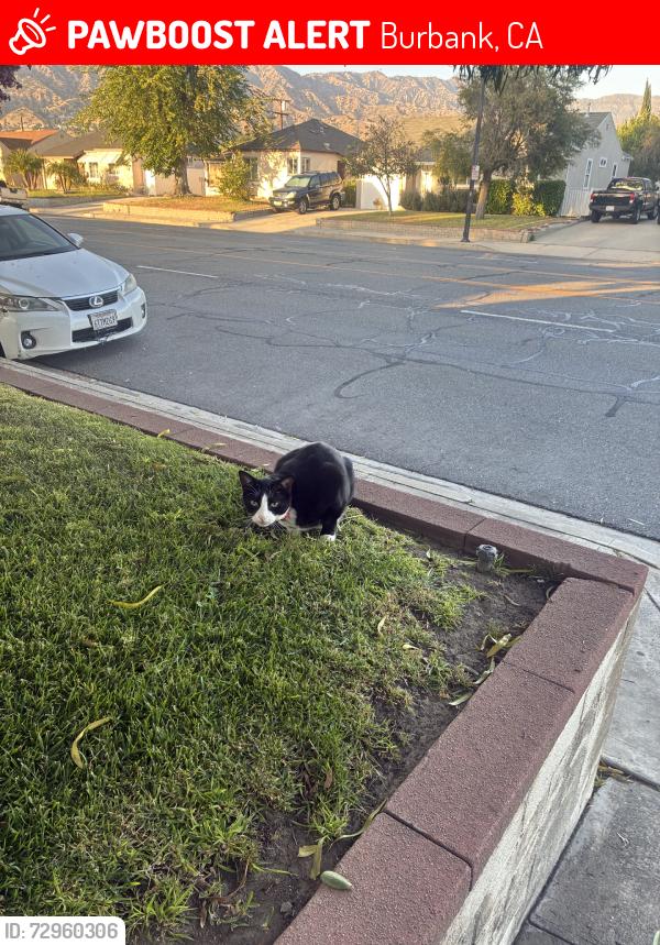 Lost Unknown Cat last seen Kenmere ave, Burbank, CA 91504