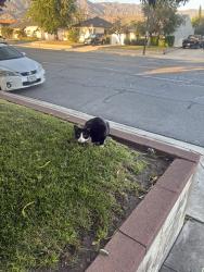 Lost Unknown Cat last seen Kenmere ave, Burbank, CA 91504