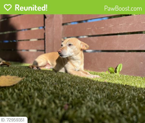 Reunited Male Dog last seen Newton and Hawthorne, Minneapolis, MN 55405