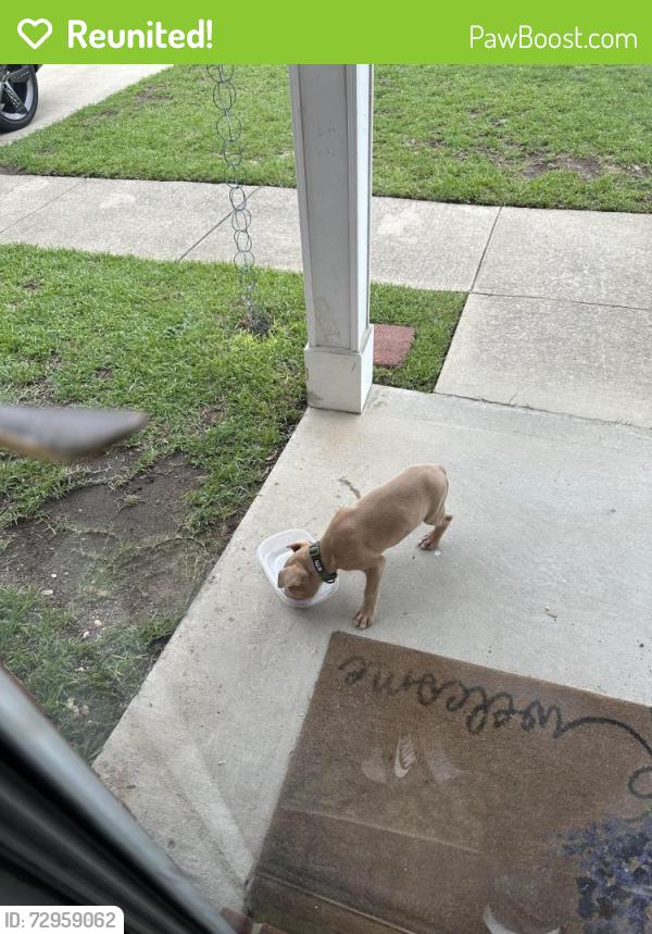 Reunited Male Dog last seen Summit parkway, Columbia, SC 29229