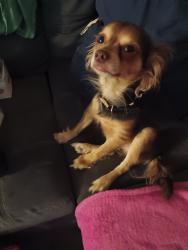Lost Male Dog last seen Near Darmstad and Heidi Street,  , San Antonio, TX 78247