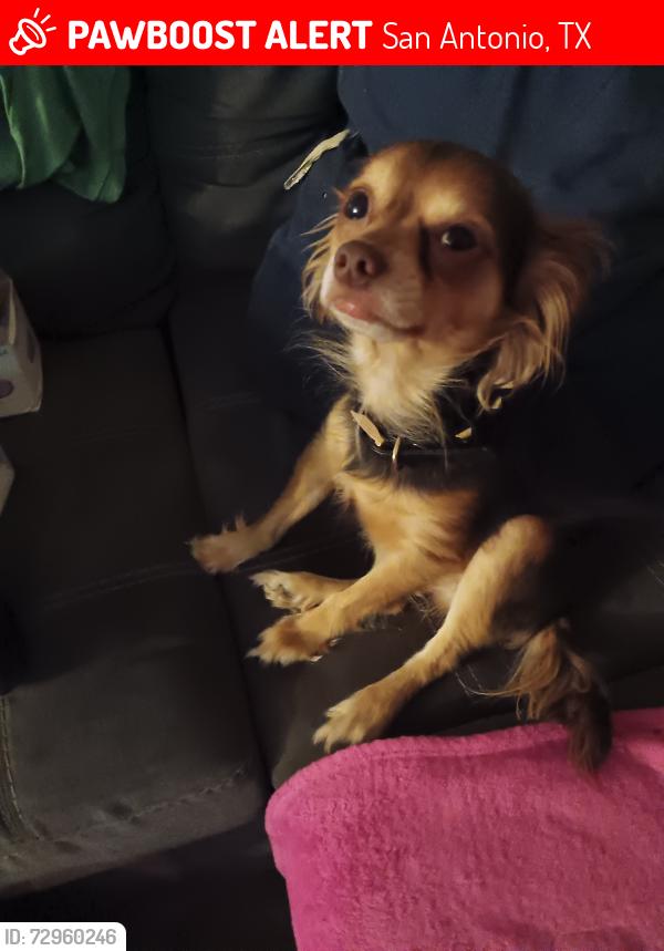 Lost Male Dog last seen Near Darmstad and Heidi Street,  , San Antonio, TX 78247