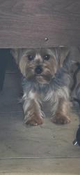 Lost Male Dog last seen N Boulevard and Orient St, Tampa, FL 33603