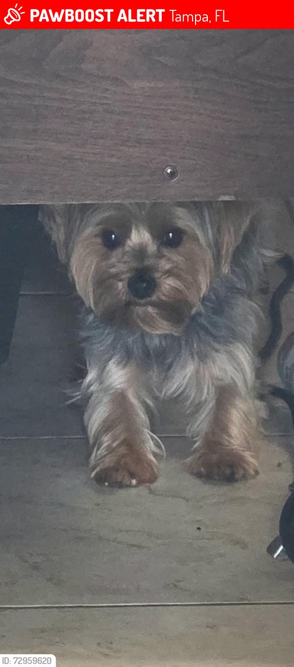 Lost Male Dog last seen N Boulevard and Orient St, Tampa, FL 33603