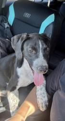 Found/Stray Male Dog last seen N 31st Ave and West Deer Valley Rd, Phoenix, AZ 85027