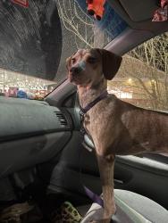 Lost Female Dog last seen By chanellos pizza headed towards neighborhoods, Colonial Heights, VA 23834