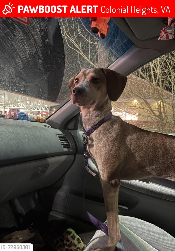 Lost Female Dog last seen By chanellos pizza headed towards neighborhoods, Colonial Heights, VA 23834