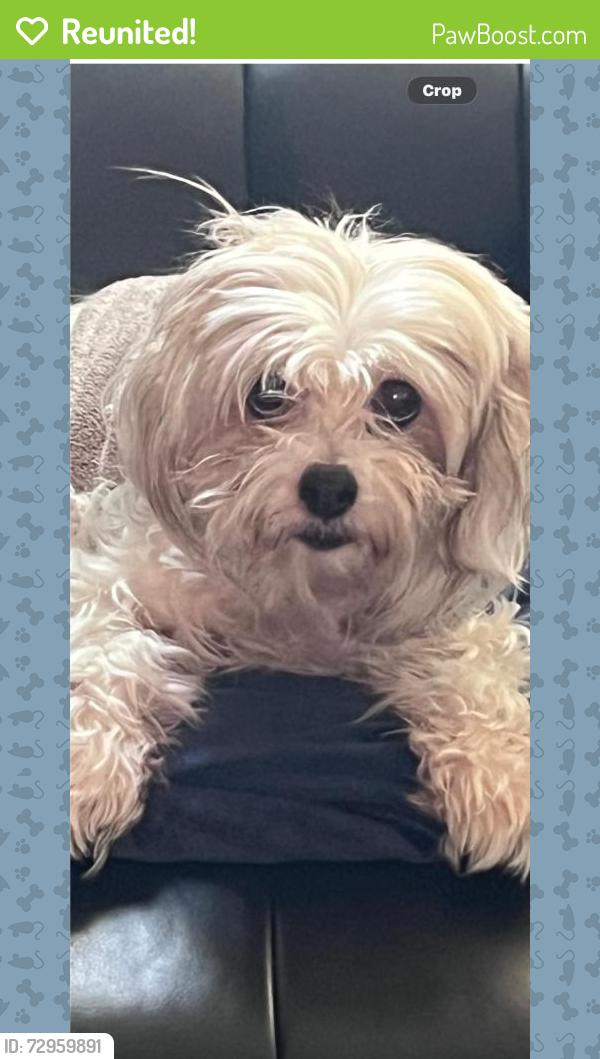 Reunited Female Dog last seen Near Feltham Way, Sacramento, CA 95827