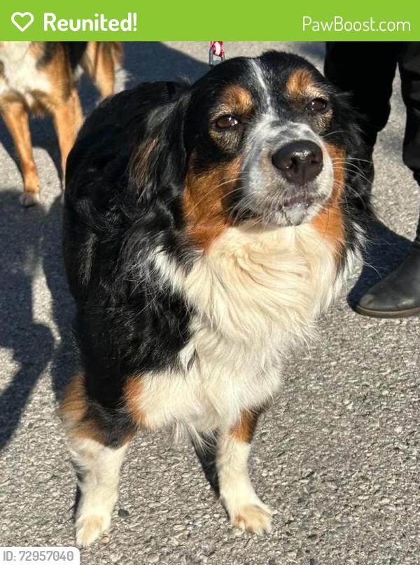 Reunited Male Dog last seen Great Lakes Humane Society, Traverse City, MI 49684