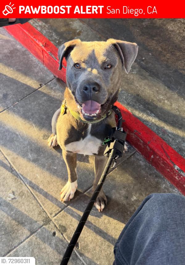 Lost Male Dog last seen Oliver st, San Diego, CA 92109