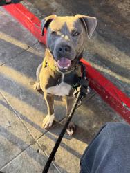 Lost Male Dog last seen Oliver st, San Diego, CA 92109