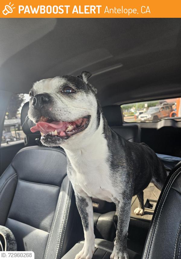 Found/Stray Male Dog last seen Palmerson dr, Antelope, CA 95843