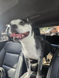 Found/Stray Male Dog last seen Palmerson dr, Antelope, CA 95843