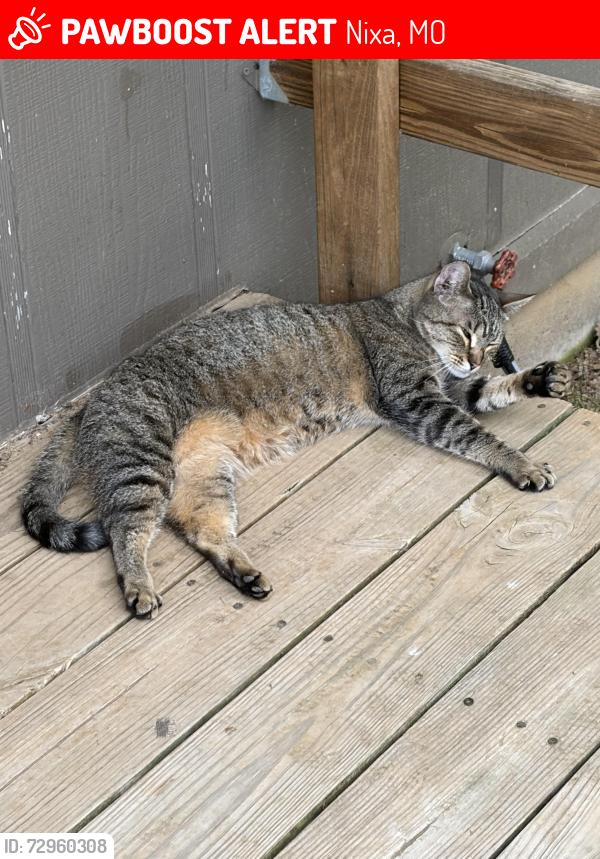 Lost Female Cat last seen Bluegill , Nixa, MO 65714