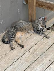Lost Female Cat last seen Bluegill , Nixa, MO 65714