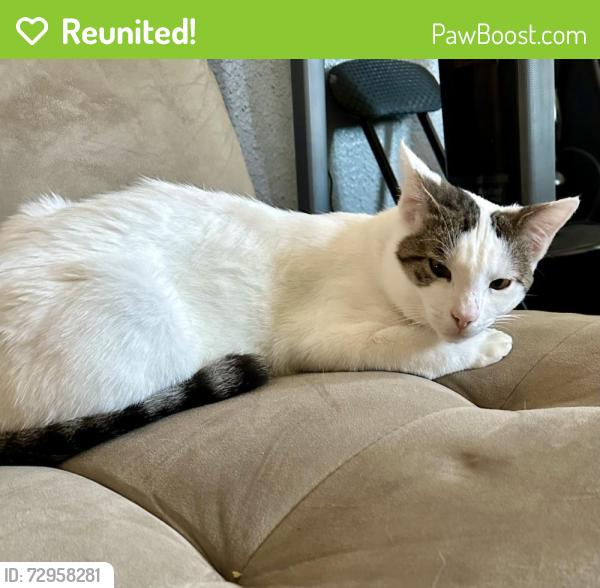 Reunited Male Cat last seen Raymond cross st Laurel , Willits, CA 95490