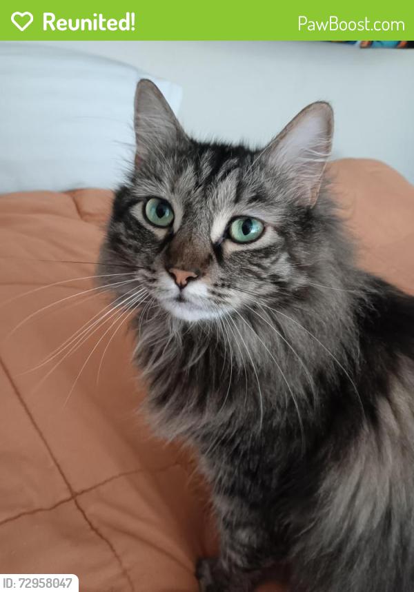 Reunited Female Cat last seen Ridgewood ave , Cape Canaveral, FL 32920