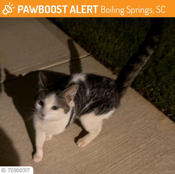 Found/Stray Unknown Cat last seen Stonemill Trail , Boiling Springs, SC 29316