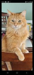 Lost Male Cat last seen 33a ave nw, Edmonton, AB T6L 4X1