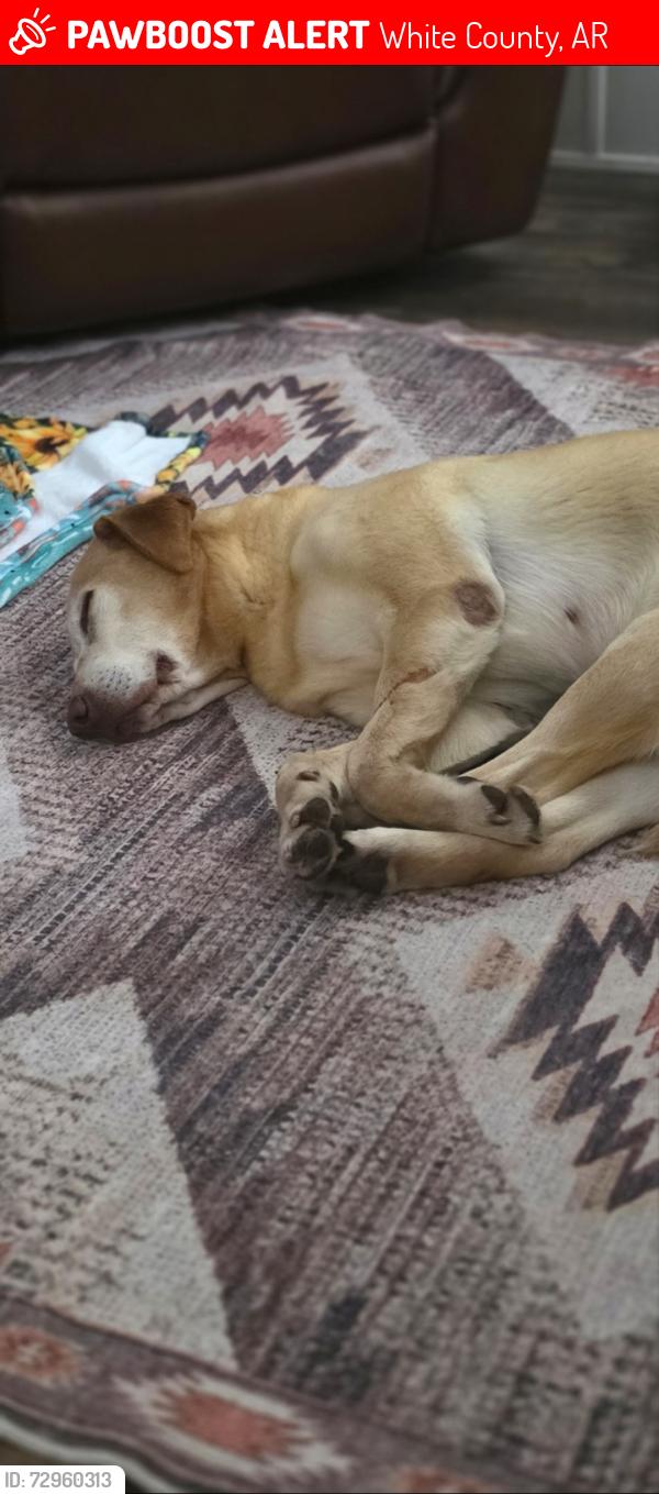 Lost Female Dog last seen Hwy 5, White County, AR 72136