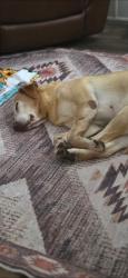 Lost Female Dog last seen Hwy 5, White County, AR 72136