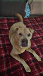 Reunited Female Dog last seen Glenwood and Hulen , Fort Worth, TX 76109