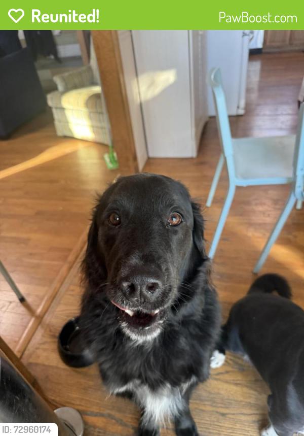 Reunited Male Dog last seen Se topaz and 2nd , Lee's Summit, MO 64063