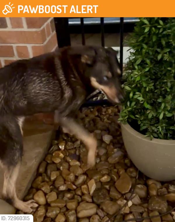 Found/Stray Male Dog last seen Ravens manor Ct and Steppinstone Dr, Gleannloch Farms, TX 77379