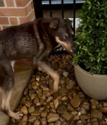 Found/Stray Male Dog last seen Ravens manor Ct and Steppinstone Dr, Gleannloch Farms, TX 77379