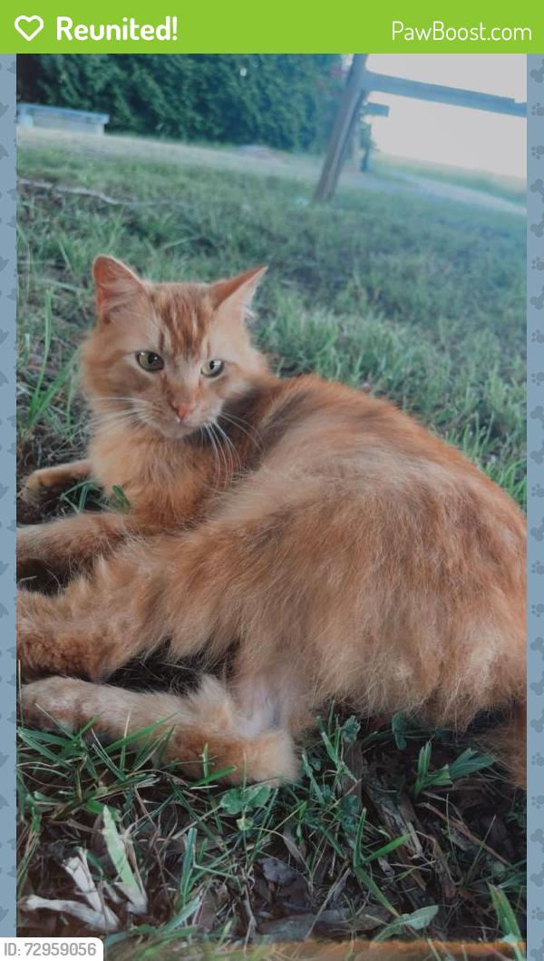Reunited Male Cat last seen Hawkins drive king NC , King, NC 27021