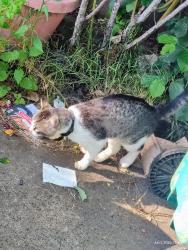 Found/Stray Male Cat last seen NE 62nd Ave and Hoyt St, Portland, OR 97213
